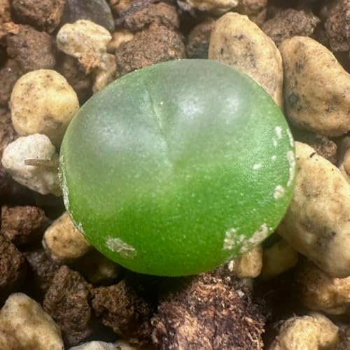 RmtBc c A Conophytum c