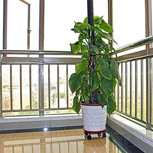 Pots de fleurs ronds avec roulettes de 27,9 cm en lot de 3 - 7
