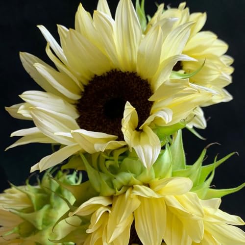 semillas de girasol - perennes resistentes camas elevadas jardín silvestres 200pcs