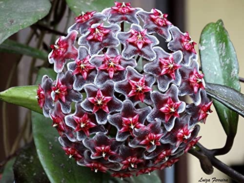Aiden Gardens Rare Hoya Pubicalyx RHP Wax Plant porcelain flower 1