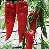 Paprika Hot Peppers Seeds (20+ Seeds) | Non GMO | Vegetable Fruit Herb Flower Seeds for Planting | Home Garden Greenhouse Pack