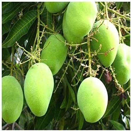 7 ocean Plus Live Baramasi Mango/Aam Fruit Plants with Pot - Pack of 2 Plants