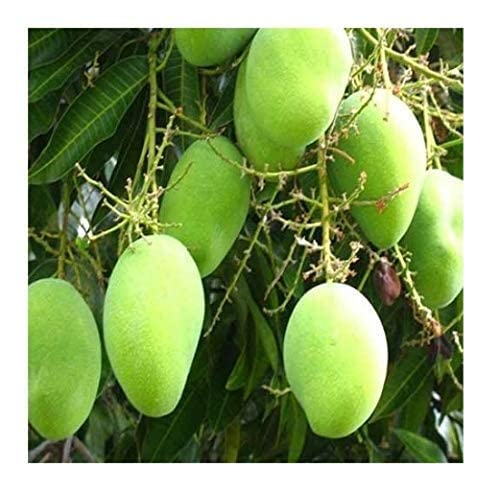 7 ocean Plus Live Baramasi Mango/Aam Fruit Plants with Pot - Pack of 2 Plants