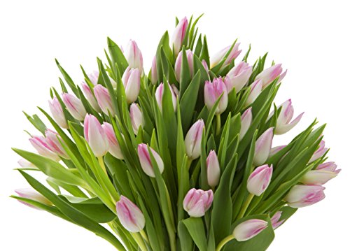 Image of KaBloom-50 Pink Tulip Bouquet,Flowers for Valentine, Mother's Day