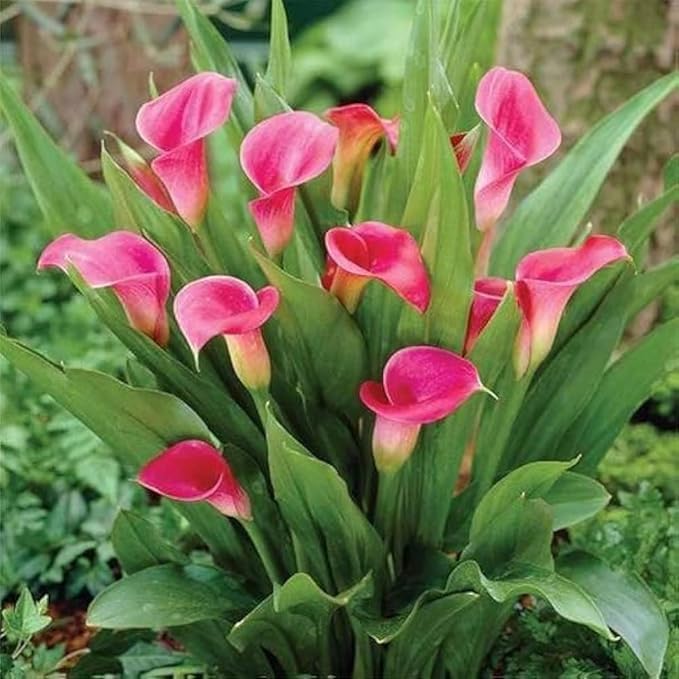 Image of live plants (LILY -1)