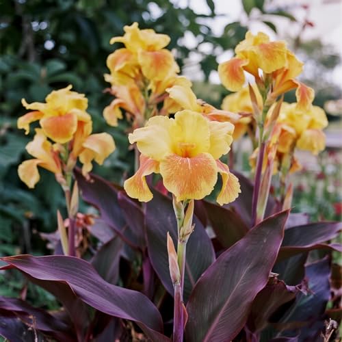 Vnuhgzs Canna Indica Gelb-Orange 3 Zwiebeln