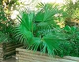 sabal minor palmetto Einfach zu verwenden vegherb 100 Samen  Sabal Minor Dwarf Palmetto Palme  Frische Ernte  Hardy Zone 7