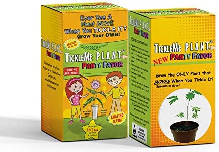 TickleMe Plant Birthday Party Favors (Pack of 2) (Leaves Fold When You Tickle It) Minutes Later The Leaves Re-Open. Great Science Fun, Green and ...