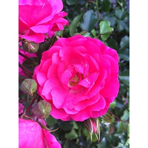20x Bodendeckerrosen pink Bodendecker winterhart mehrjährig Bodendecker Rosen Rosa Noatraum reich blühende robuste Rose Sommerblüher (20x 1 Liter Topf) Cover