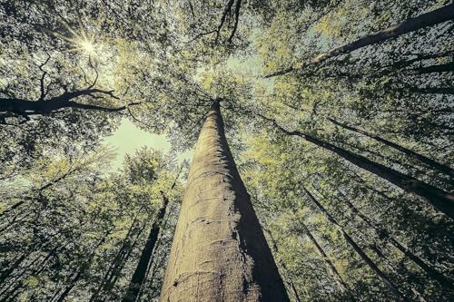 10st. Roteiche 50-80cm Quercus rubra Laubgehölze Forstpflanzen Wurzelware Eichen Wald Anpflanzungen Kaminholz Brennholz