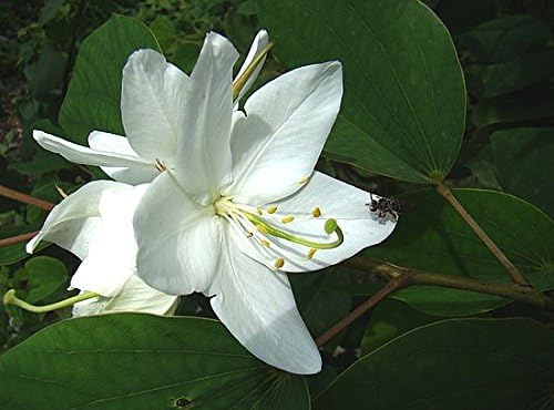 Bauhinia Acuminata, Fast Flowering Variety, 10 Seeds, BIO hu-öko-01