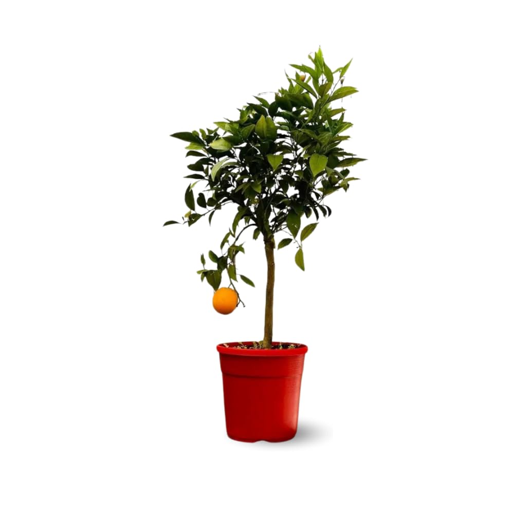 Attitude Jardin - Oranger - śródziemnomorskie owoce cytrusowe - drzewo owocowe - 75-85 cm - ◕ 22 cm