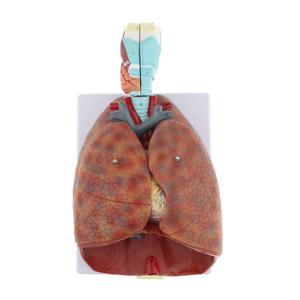 Distal Lung Alveolar Organoid Anatomical Model Of Human Respiratory ...