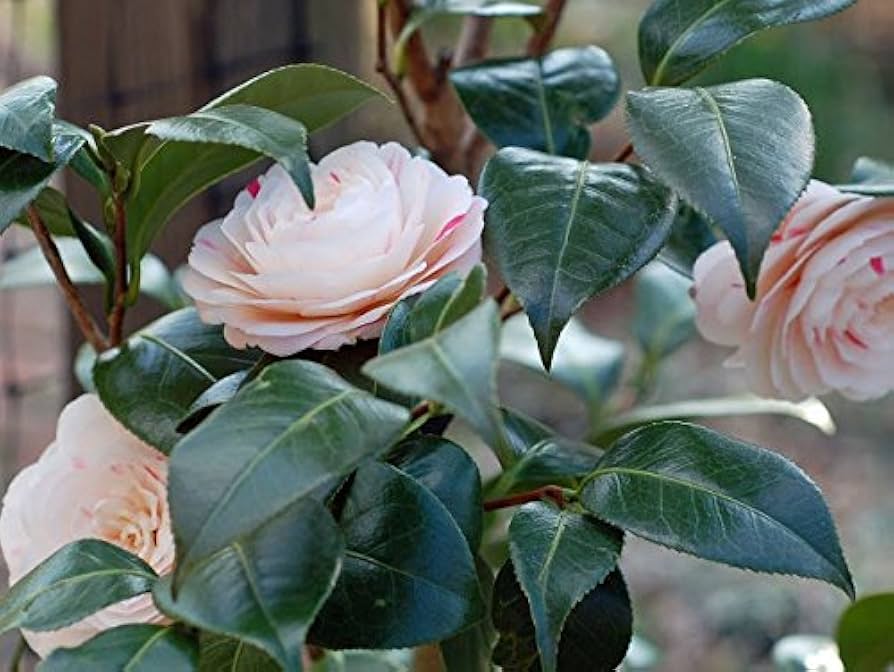 Amazon.com : (1) - April Dawn Camellia Japonica (Zone 6