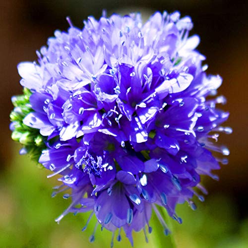 Egrow 200 Pcs/Pack Cornflower Seeds Loosestrife Lythrum Bonsai for Home Garden Plant