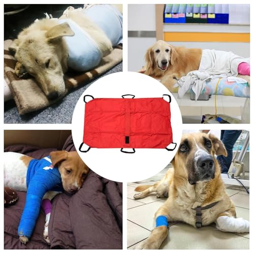 Transportadora Para Caes, s Transportadoras Para Animais, Equipamento para Movimentação de Animais P