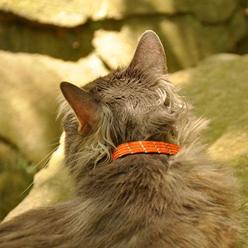 Collier Elastacat Coastal Pet pour la sérénité de votre chat