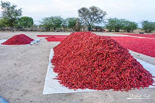 Shirish Masala Kashmiri Red Chilli Whole (Stemless) (1 KG) (Sortex Clean) 70 Years of Trust