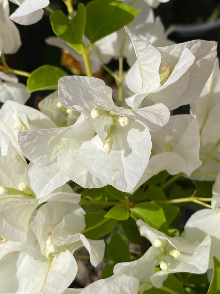 Pianta Di Bougainvillea In Vaso 16 Cm | Rampicante Fiorito | Per Balconi E Giardini