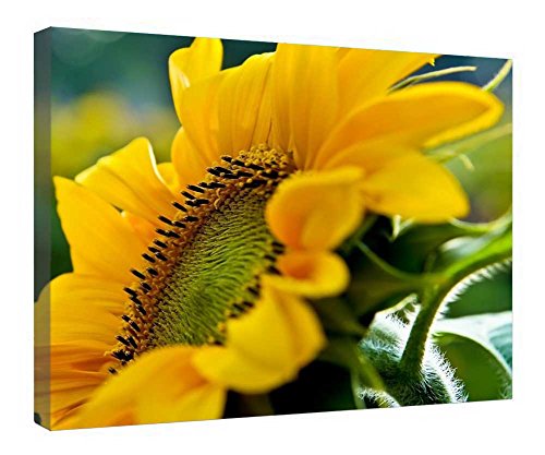 Impression sur toile Tournesol cadre bois déco murale fleur 40x50