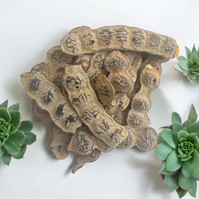 Kopabana NEP NEP (Acacia Nilotica Seeds) - 2oz, Hand-Harvested and Sun-Dried Organic Seeds from Mali