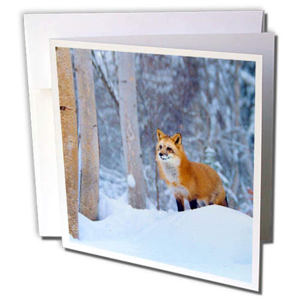 3dRose gc_260693_1 6 x 6-Inch "Red Fox, Vulpes Vulpes, in Snowy Birch Forest, Wyoming, USA" Greeting Card (Pack of 6)