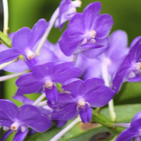 Cache prise Orchid Ff avec double ouverture pour une finition murale parfaite