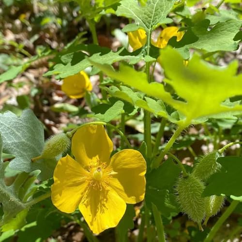 Greater Celandine Seeds, Cottage Garden, Informal Border, Meadow Planting, Wildflower Mix 200pcs