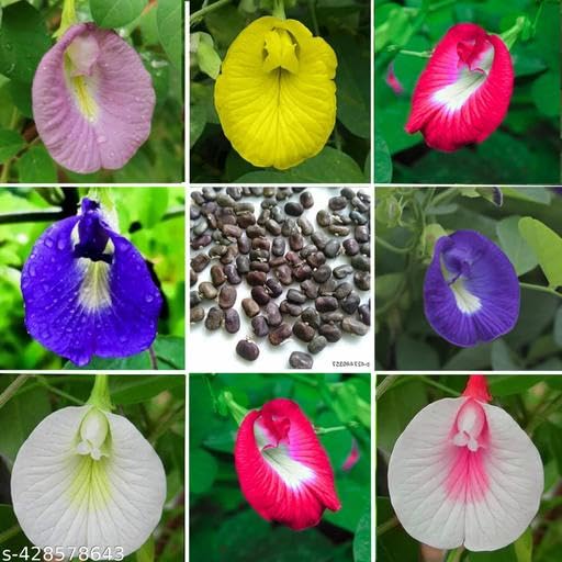Image of Butterfly Pea Mixed Color Flower Seeds, 35 Count, Double and Single Petals, Medicinal Climbing Vine for Outdoor Garden, Shankhpushpi Hybrid Seeds with Blue, Red, Pink, Yellow Blooms. NLH 3