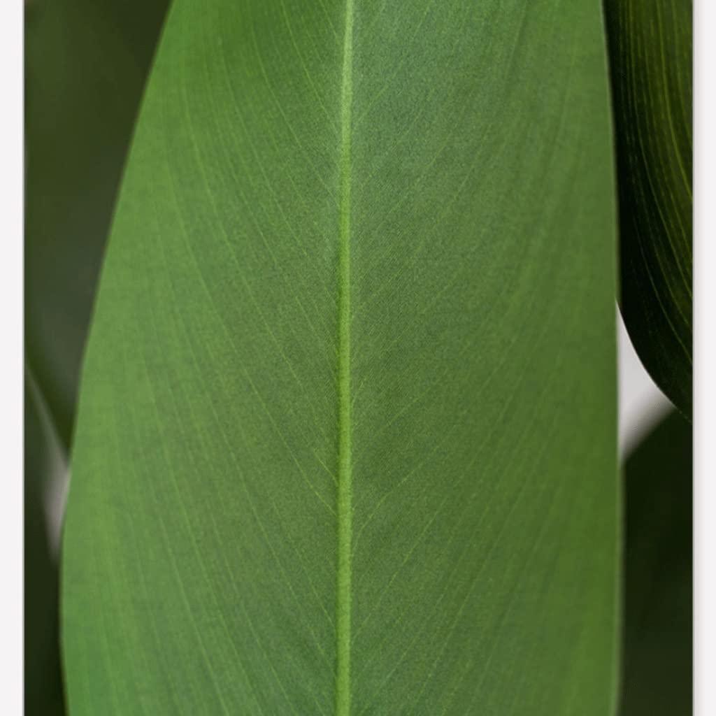 Canna Bloemriet nepplanten/planten 89 cm met zwarte pot