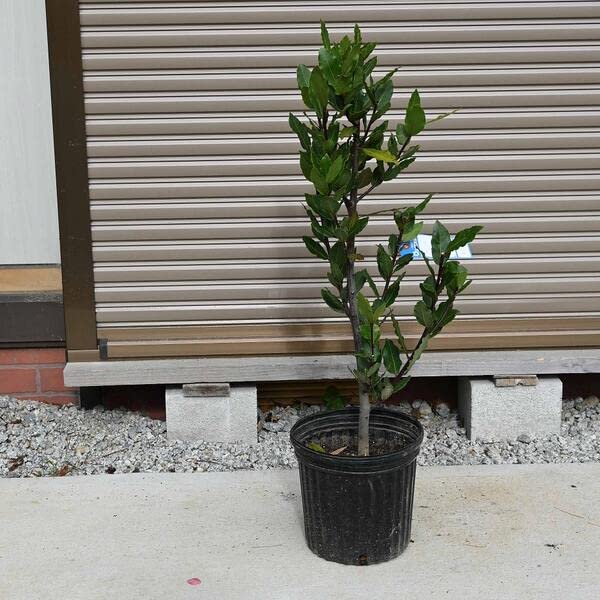 Amazon.co.jp: 月桂樹苗 ゲッケイジュ苗 ローリエ : DIY・工具・ガーデン