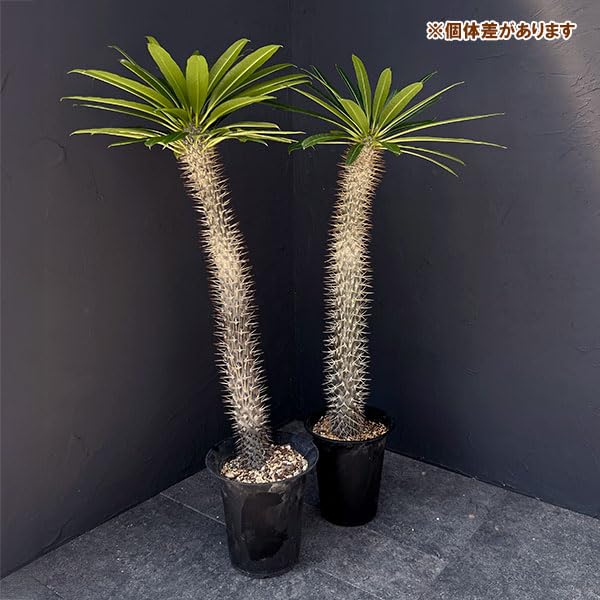 Amazon｜パキポディウム：ラメリー（大株） 6号鉢植え[ラメレイ