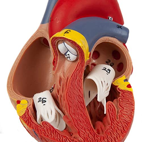 Image of ✮ Heart Model (Life-Size) - Extremely Premium And Precise ✮ 96% Anatomical Accuracy ✮ Numbered To Show Detailed Anatomical Features ✮ Showing 48 Anatomical Structures ✮With Detailed Study Guide