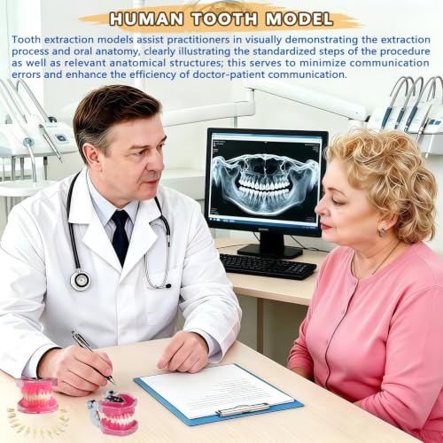 Image of 1 Pack Dental Demonstration Teeth Model with 28 Removable Teeth Teaching Study Model Tool Silica Gel Soft Gum for Dental Education,Dental Training,Demonstrations