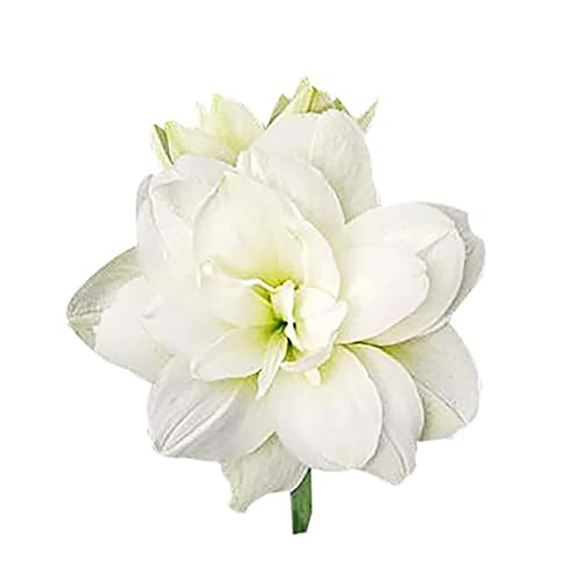 Marquise Double White Amaryllis