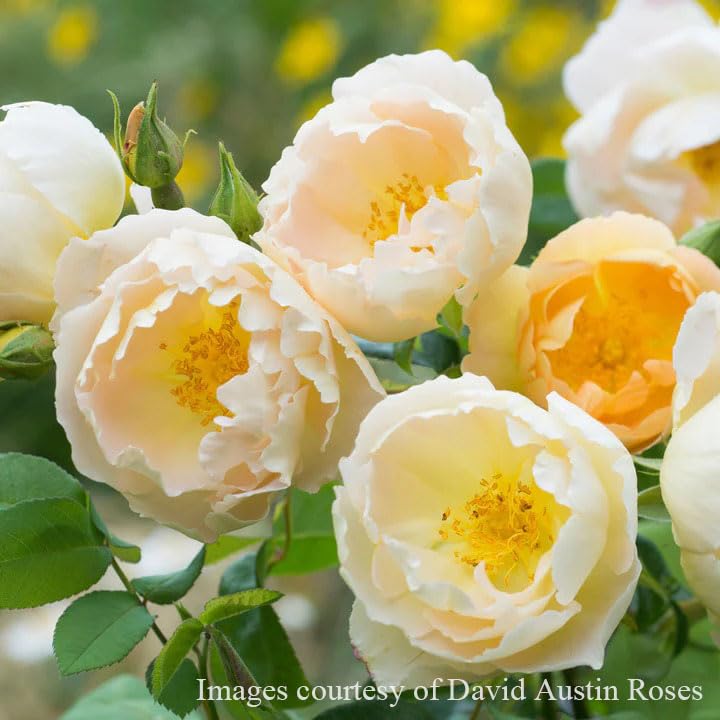 Amazon.co.jp: バラ苗 【コンテドシャンパーニュ】 (大苗