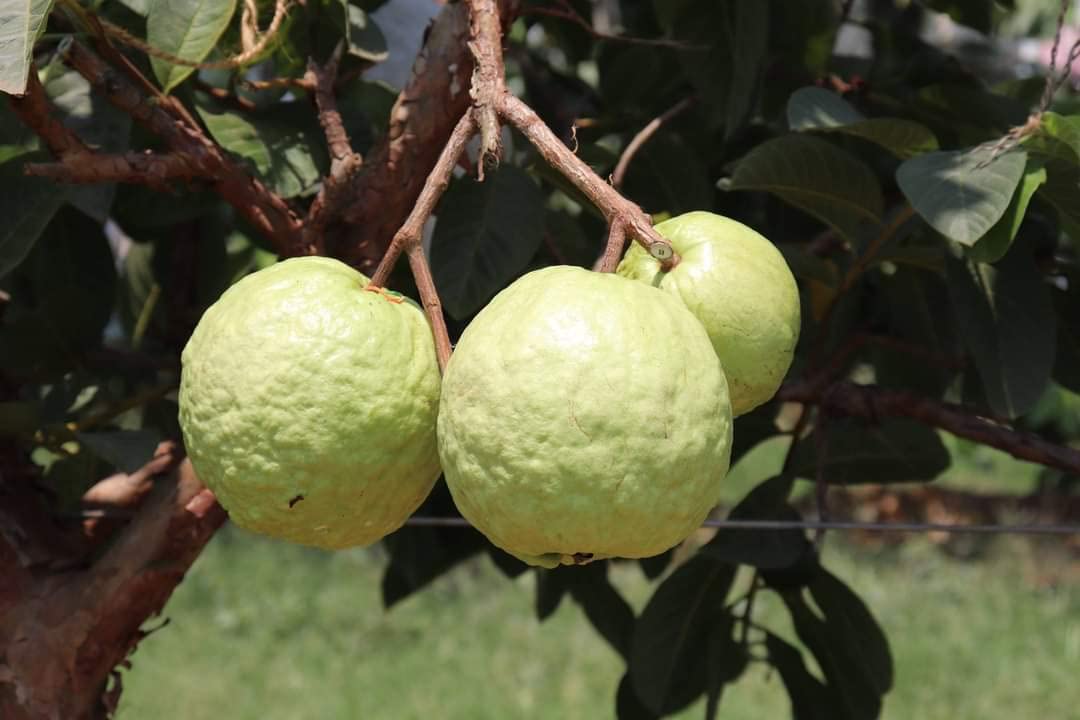 VNR BIHI GUAVA PLANT GRAFTED ORIGINAL PLANT/GREEN TREE NURSERY