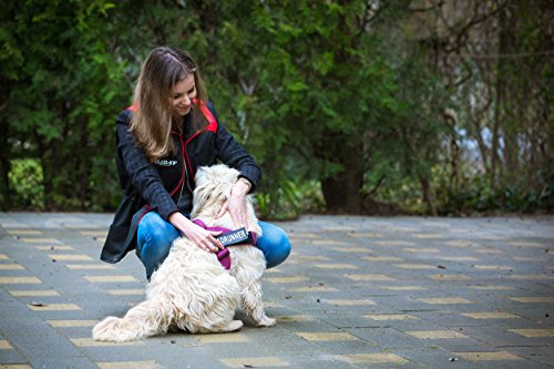 Julius-K9 Idc Color & Gray Belt Harness For Dogs, Size 2, Pink-Gray #TOP4