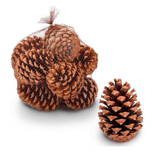 NaDeco Maritima-Zapfen Set 10 Stück, 10-14cm, Pinus Pinaster große...