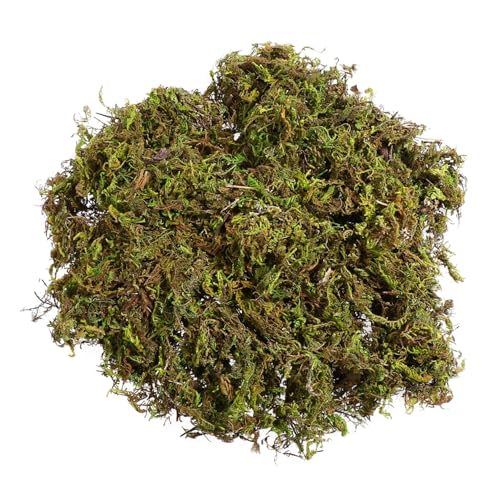 Roll Out the Green Carpet: Your New Plant Palatial Trolley!