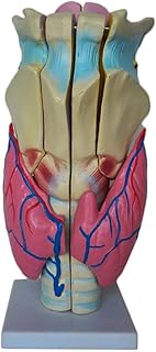 Human Organ Anatomical Model - Professional Magnified Human Larynx Joint Simulation Model PVC Medical Anatomy Teaching Model -for Medical Educational Training Aid