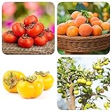 100 Piezas Comprar Árbol De Caqui Resistente - Planta De Árbol De Caqui - Cultivar Plantas, Plantas Resistentes (Caqui Diospyros) Perenne Resistente Plantas Exóticas, Plantas De Otoño