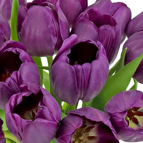 Image of Benchmark Bouquets - Purple Tulips - Fresh Flowers for Delivery - Mothers Day Gifts for Wife - Birthday Flowers for Women - Teacher Appreciation Gifts - Glass Vase Included (20 Stems)