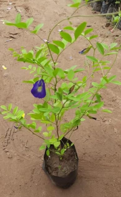 Image of LIVE PLANT (SMALL, BLUE APRAJITA)