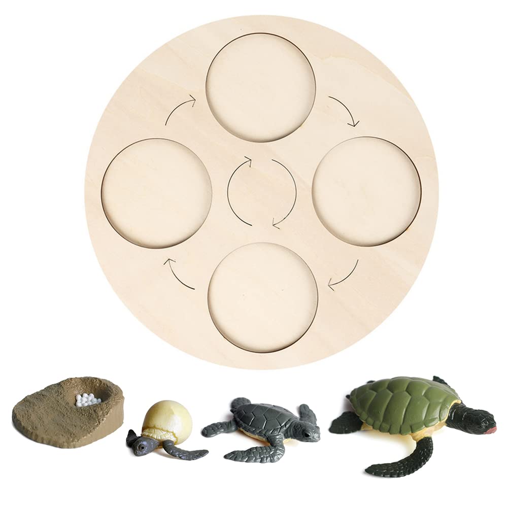 Buy Life Cycle Board,Turtle Wooden Life Cycle Tray Life Cycle Models