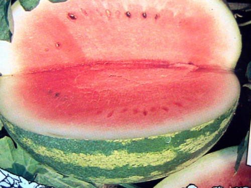 5 Sweet Crimson Watermelon Seeds