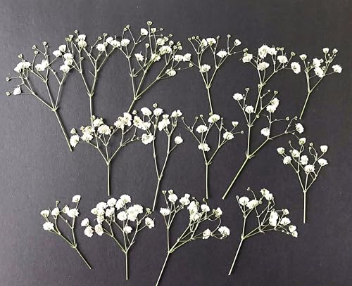 50 flores secas prensadas de bebé blanco para manualidades miniatura 3