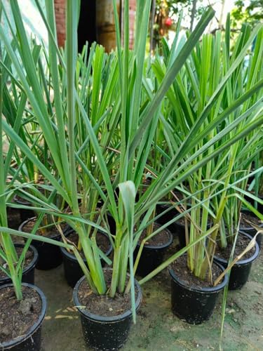 Image of Live Lemongrass Plant with Pot | Fresh Herbal Grass for Home Garden & Kitchen Use | Medicinal Plant for Natural Remedies, Tea & Cooking | Indoor Outdoor Gardening | Pack of 1
