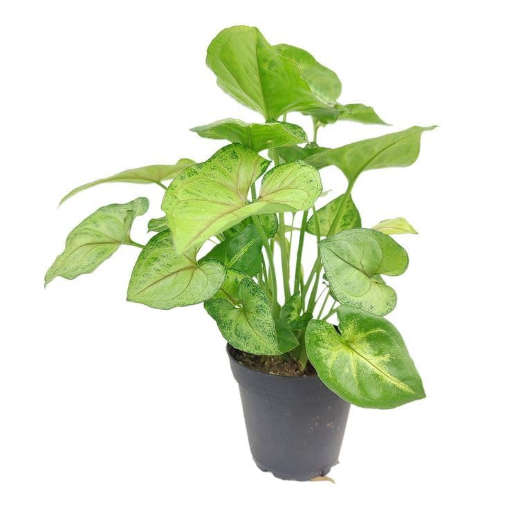 live Arrowhead plant, Home Gardening plant, Arrowhead vine live plant for indoor and outdoor with plastic pot