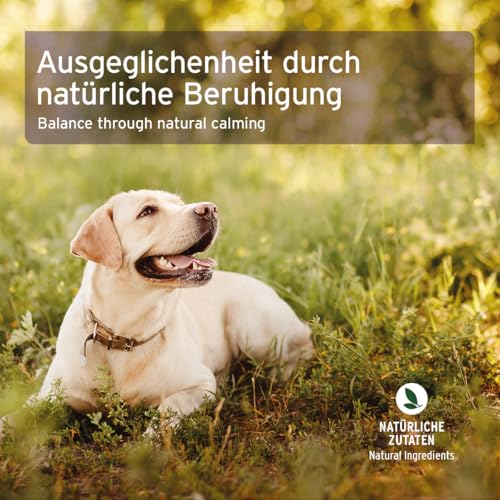 AniForte Vervain Bachblüten zur Beruhigung bei niedriger Reizschwelle, Hektik und hektischem Verhalten - Globuli für Hunde, Katzen, Haustiere
